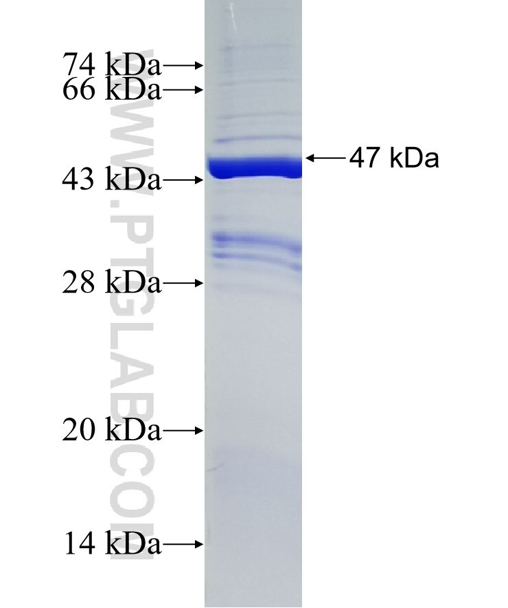 MFRP fusion protein Ag34302 SDS-PAGE