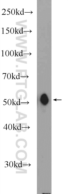 Western Blot (WB) analysis of mouse heart tissue using MFSD10 Polyclonal antibody (11518-1-AP)