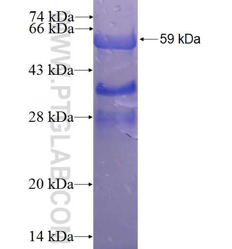 MFSD10 fusion protein Ag2080 SDS-PAGE