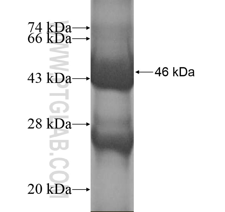 MFSD11 fusion protein Ag14231 SDS-PAGE