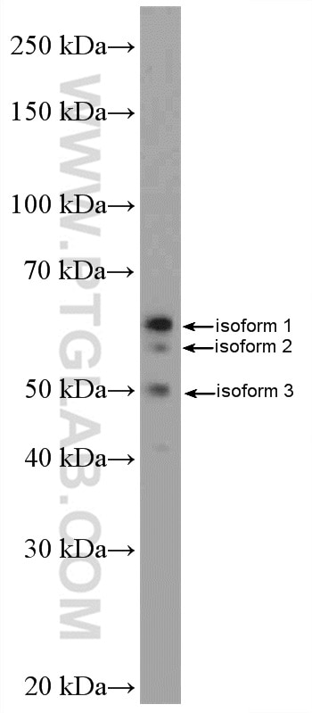 Western Blot (WB) analysis of HepG2 cells using MFSD2 Polyclonal antibody (25498-1-AP)