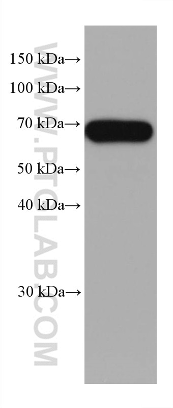 Western Blot (WB) analysis of human testis tissue using MFSD2 Monoclonal antibody (67965-1-Ig)