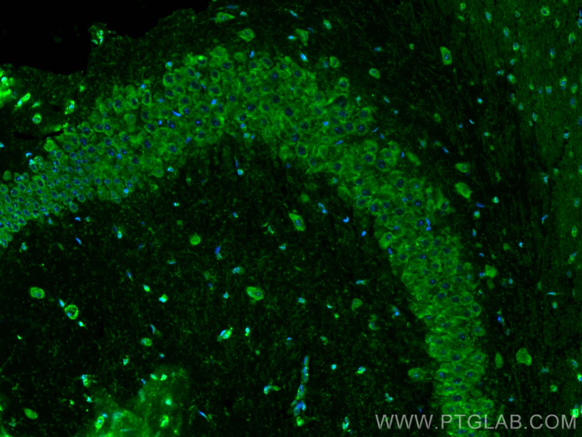 Immunofluorescence (IF) / fluorescent staining of mouse brain tissue using CoraLite® Plus 488-conjugated MFSD2 Monoclonal ant (CL488-67965)