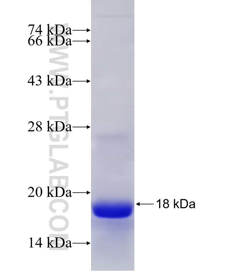 MFSD2 fusion protein Ag31028 SDS-PAGE