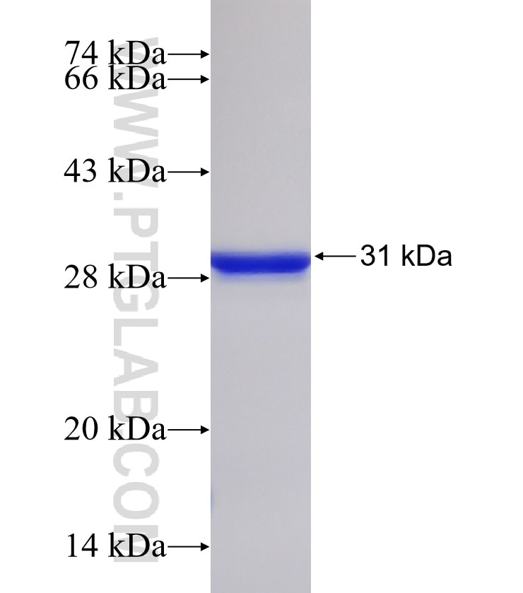 MFSD2 fusion protein Ag33064 SDS-PAGE