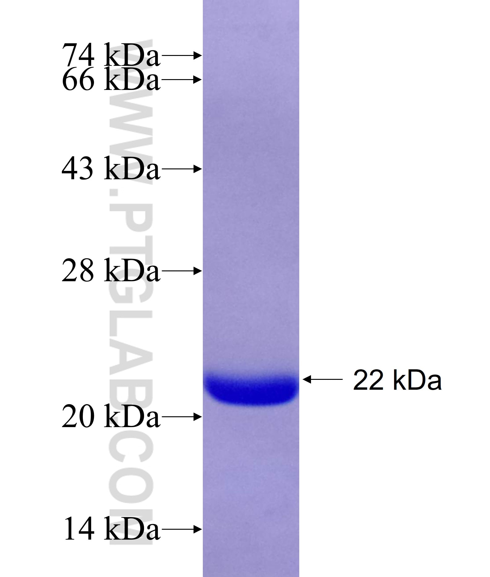 MFSD6L fusion protein Ag26894 SDS-PAGE