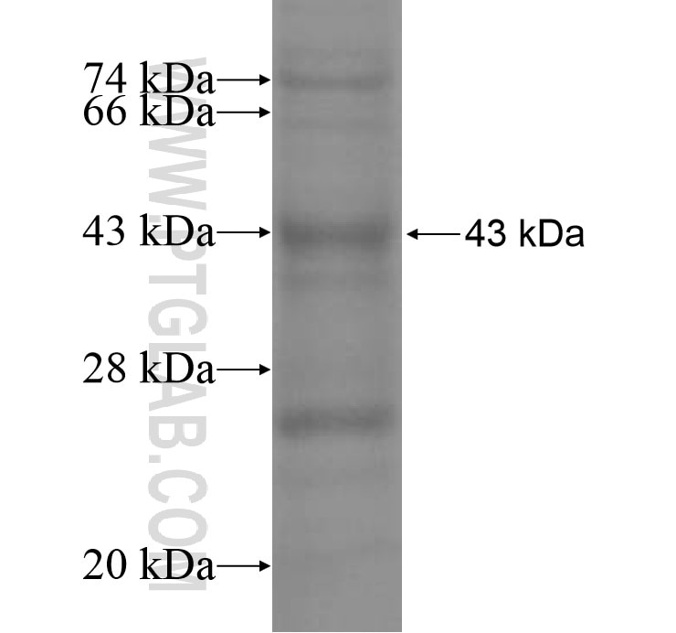 MFSD7 fusion protein Ag15361 SDS-PAGE