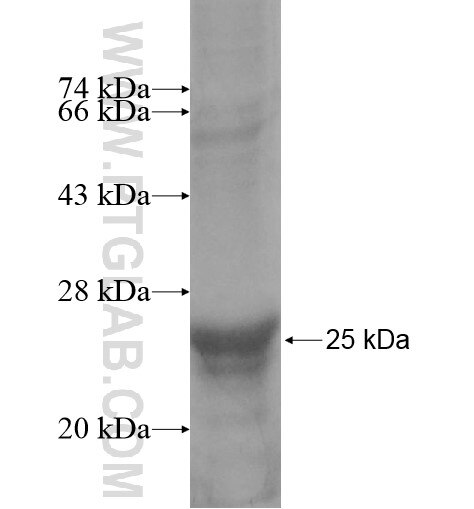 MFSD7 fusion protein Ag15645 SDS-PAGE