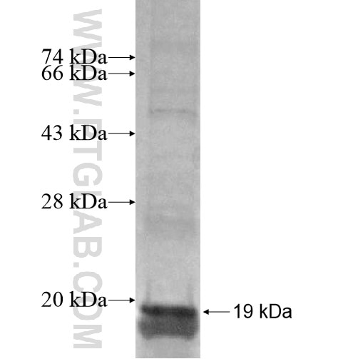 MFSD9 fusion protein Ag15161 SDS-PAGE