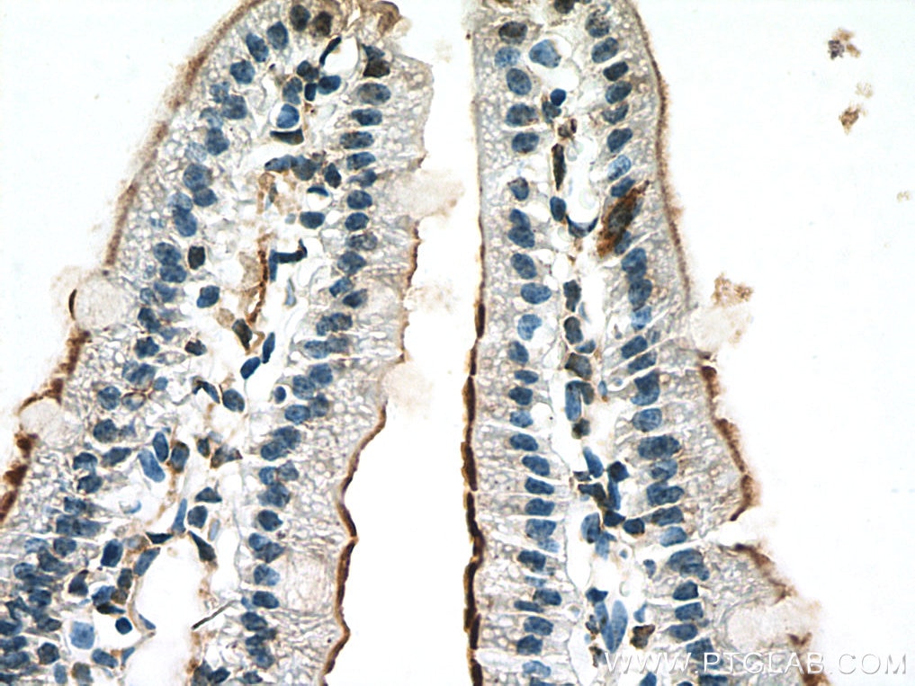 IHC staining of mouse small intestine using 22195-1-AP