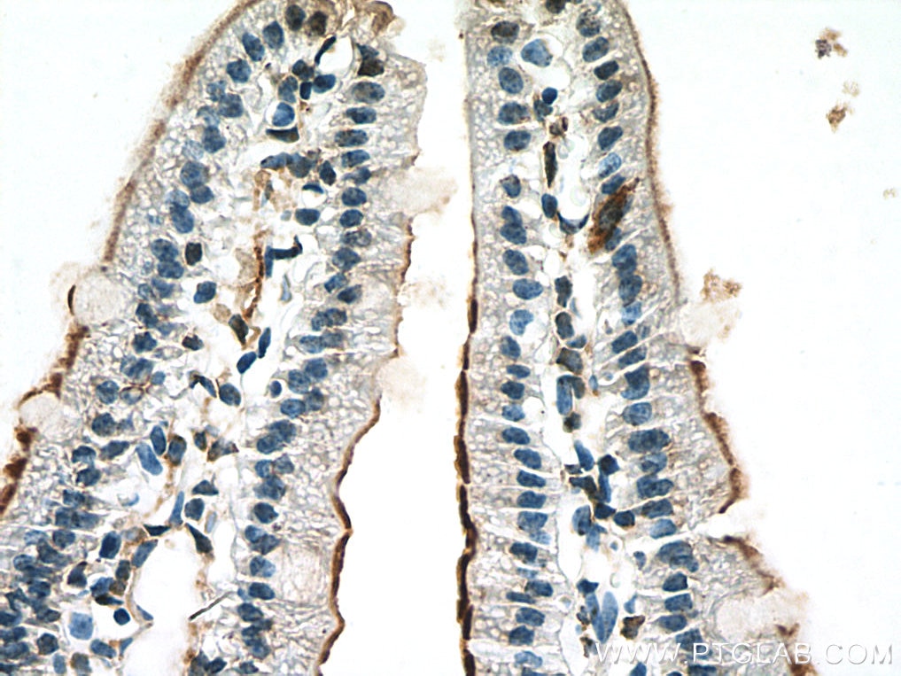 Immunohistochemistry (IHC) staining of mouse small intestine tissue using MGAM Polyclonal antibody (22195-1-AP)