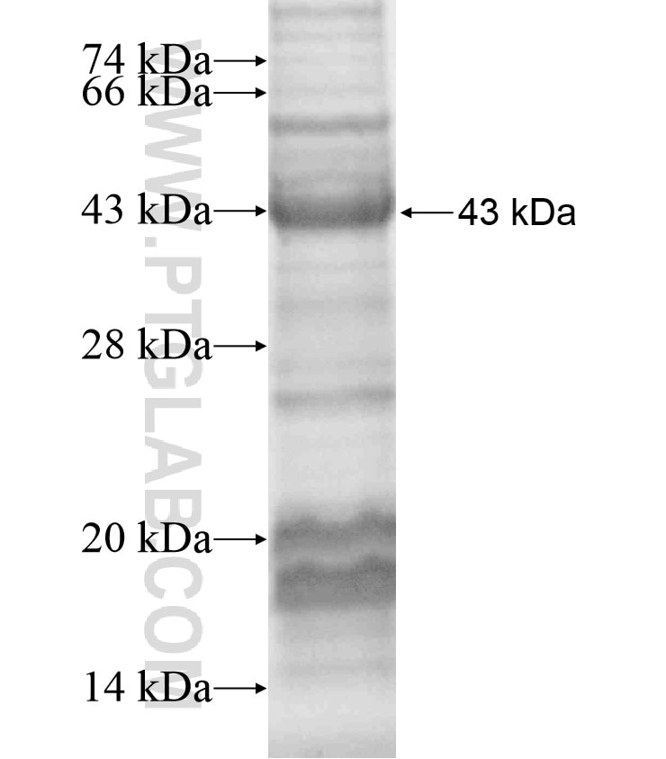 MGAM fusion protein Ag17260 SDS-PAGE