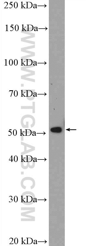 Western Blot (WB) analysis of HepG2 cells using MGAT1 Polyclonal antibody (15103-1-AP)
