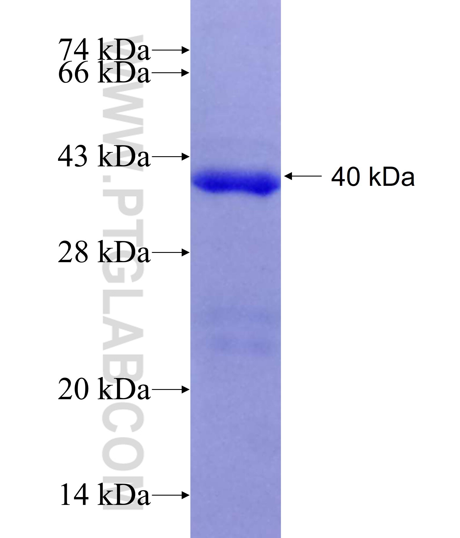 MGAT1 fusion protein Ag7470 SDS-PAGE