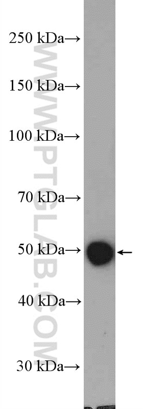 Western Blot (WB) analysis of mouse heart tissue using MGAT2 Polyclonal antibody (15772-1-AP)
