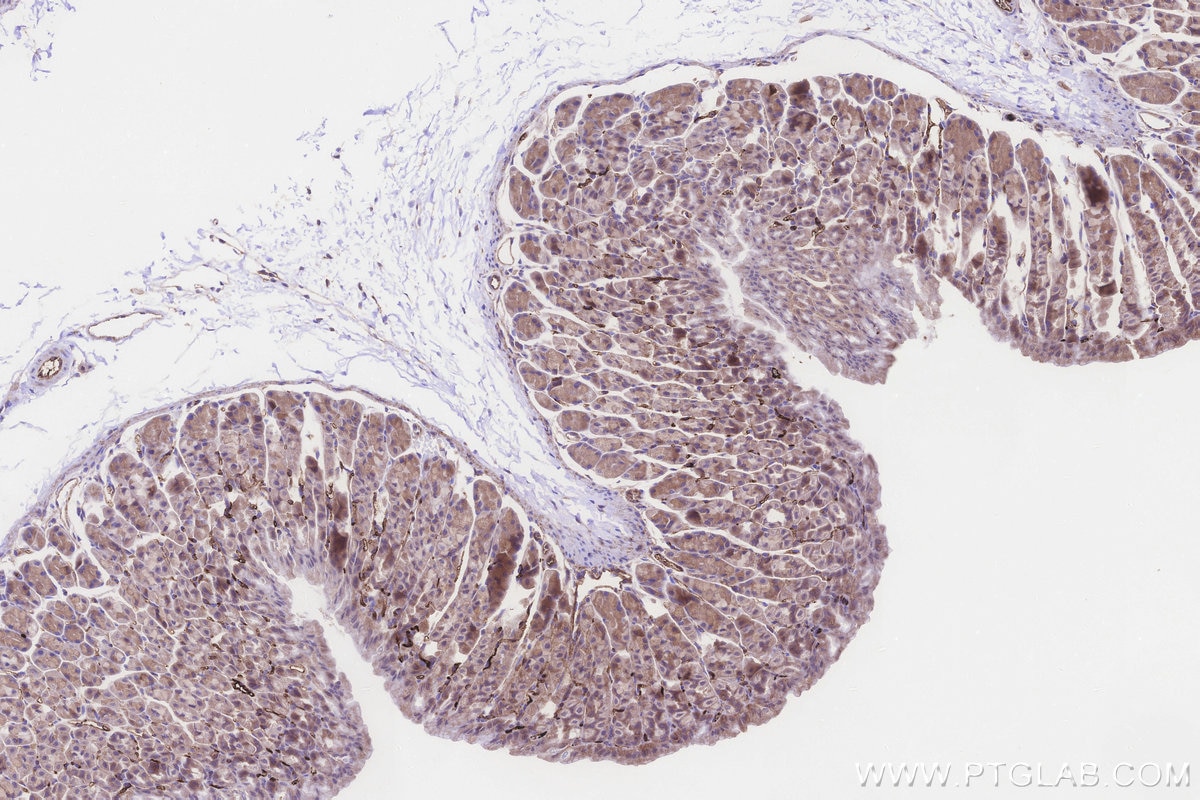IHC staining of mouse stomach using 85933-1-RR Immunohistochemistry (IHC) staining of mouse stomach tissue using MGAT2 Recombinant monoclonal antibody (85933-1-RR)