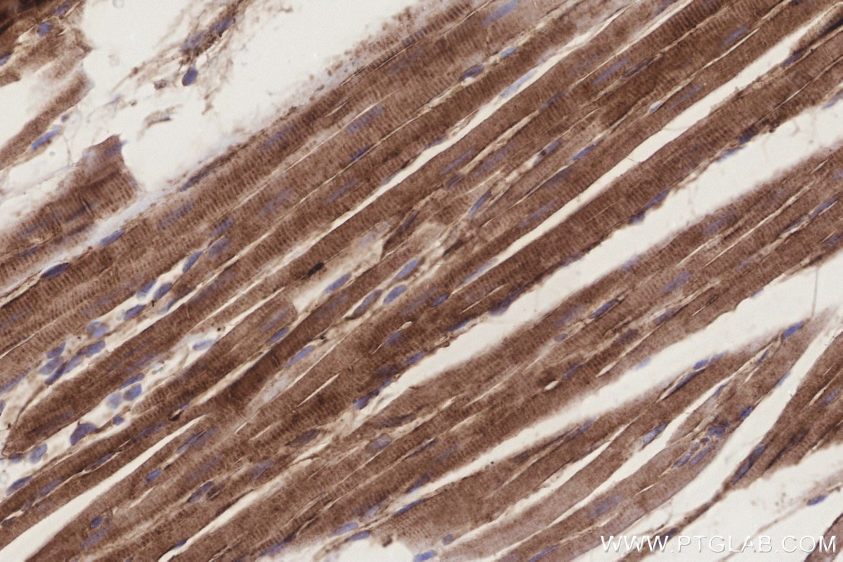 IHC staining of rat heart using 85933-1-RR Immunohistochemistry (IHC) staining of rat heart tissue using MGAT2 Recombinant monoclonal antibody (85933-1-RR)