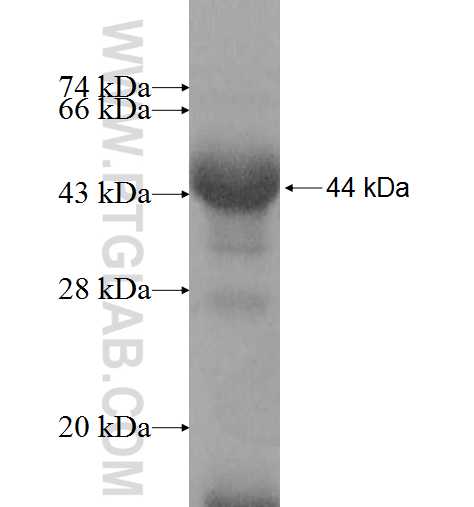 MGAT2 fusion protein Ag8423 SDS-PAGE