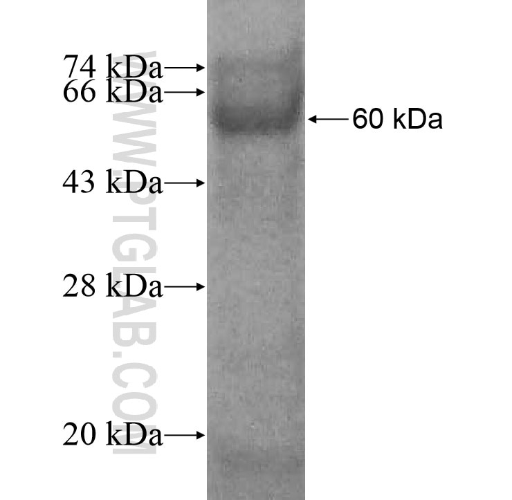 MGAT3 fusion protein Ag12352 SDS-PAGE