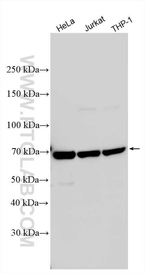 WB analysis using 25109-1-AP Western Blot (WB) analysis of various lysates using MGAT4A Polyclonal antibody (25109-1-AP)