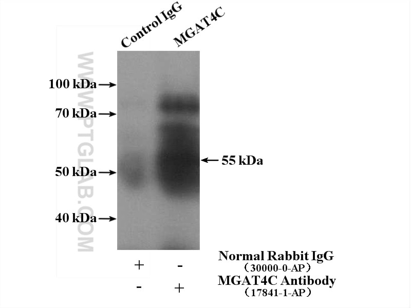 Immunoprecipitation (IP) experiment of mouse testis tissue using MGAT4C Polyclonal antibody (17841-1-AP)