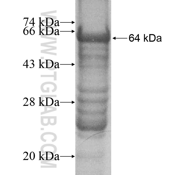 MGAT5B fusion protein Ag10678 SDS-PAGE
