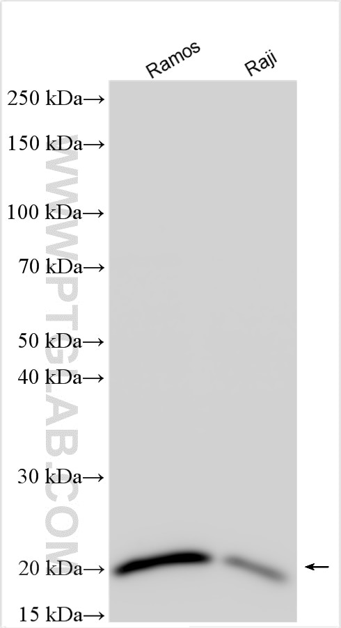 WB analysis using 11454-1-AP Western Blot (WB) analysis of various lysates using MZB1 Polyclonal antibody (11454-1-AP)