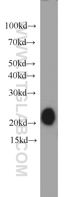 Western Blot (WB) analysis of Raji cells using MZB1 Polyclonal antibody (11454-1-AP)