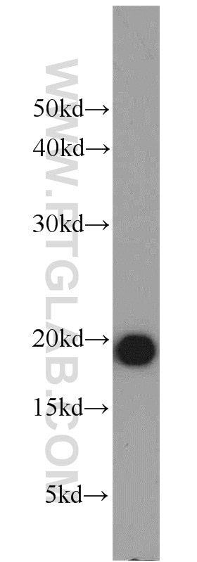 Western Blot (WB) analysis of Raji cells using MZB1 Polyclonal antibody (11454-1-AP)