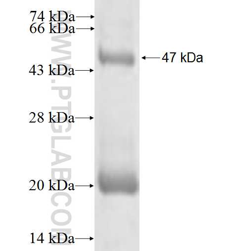 MZB1 fusion protein Ag2015 SDS-PAGE