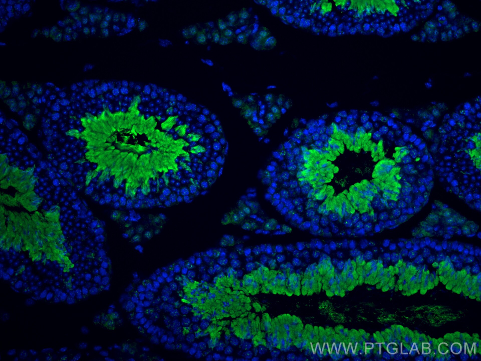 Immunofluorescence (IF) / fluorescent staining of mouse testis tissue using MGC33407/ACTL9 Polyclonal antibody (29885-1-AP)