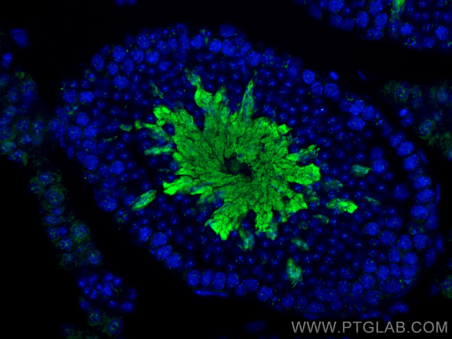 Immunofluorescence (IF) / fluorescent staining of mouse testis tissue using MGC33407/ACTL9 Polyclonal antibody (29885-1-AP)