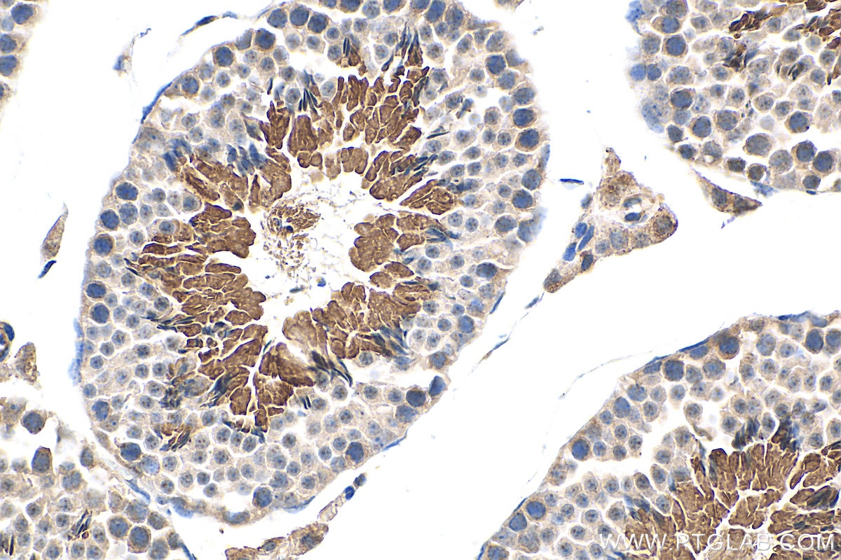 Immunohistochemistry (IHC) staining of mouse testis tissue using MGC33407/ACTL9 Polyclonal antibody (29885-1-AP)