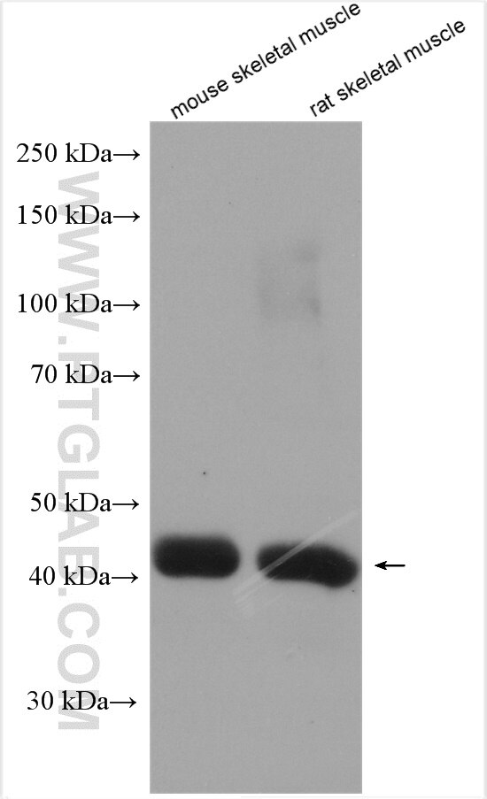 Western Blot (WB) analysis of various lysates using MGC33407/ACTL9 Polyclonal antibody (29885-1-AP)