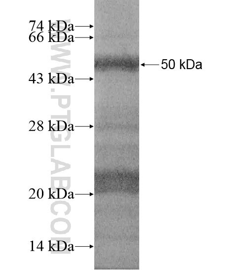 MGC42105 fusion protein Ag19790 SDS-PAGE