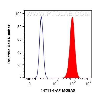 Flow cytometry (FC) experiment of HepG2 cells using MGEA5 Polyclonal antibody (14711-1-AP)