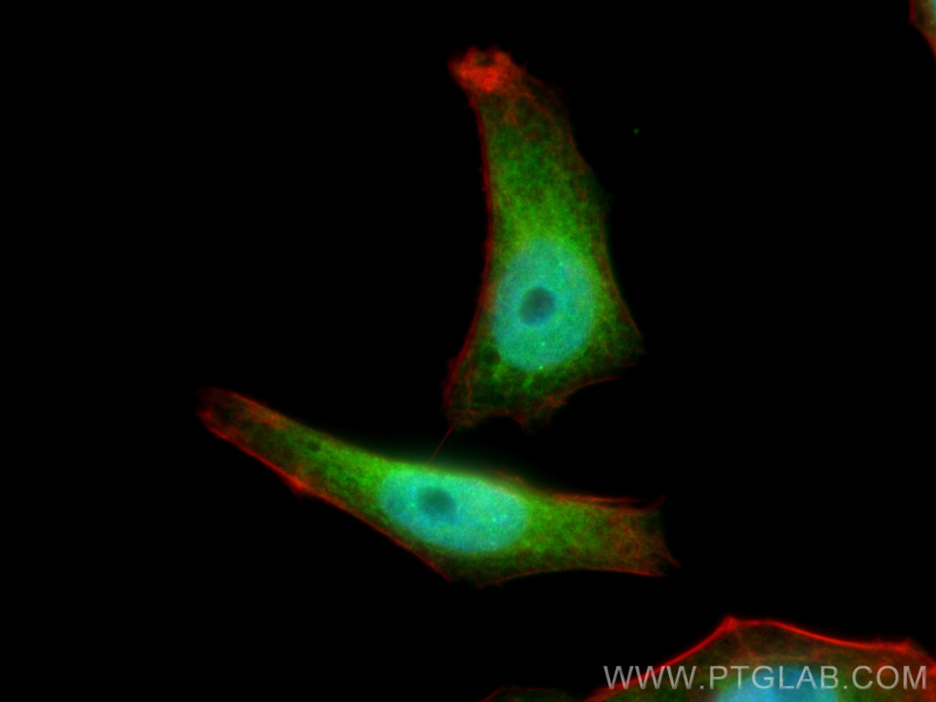 Immunofluorescence (IF) / fluorescent staining of HepG2 cells using MGEA5 Polyclonal antibody (14711-1-AP)