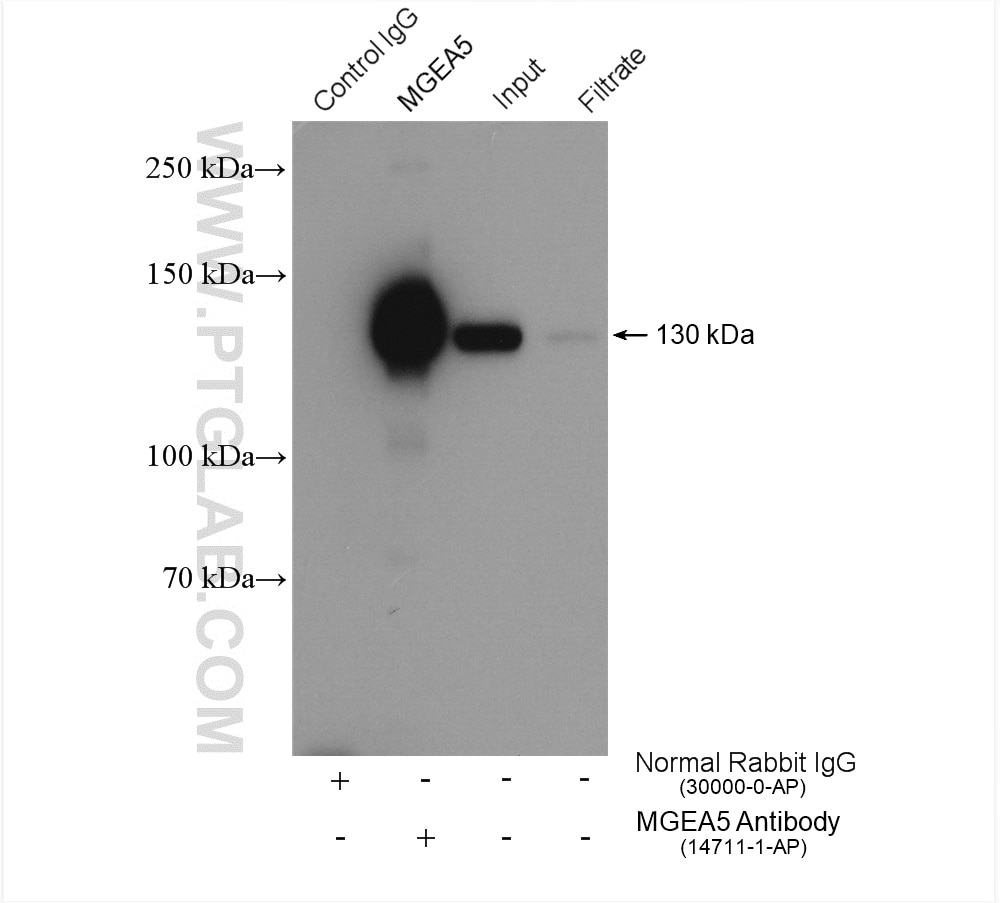 Immunoprecipitation (IP) experiment of HepG2 cells using MGEA5 Polyclonal antibody (14711-1-AP)