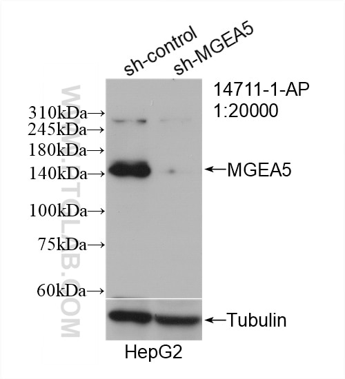 Western Blot (WB) analysis of HepG2 cells using MGEA5 Polyclonal antibody (14711-1-AP)
