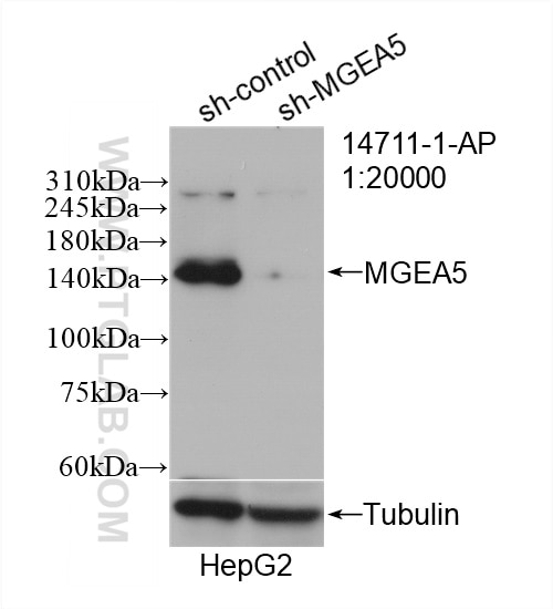 WB analysis of HepG2 using 14711-1-AP