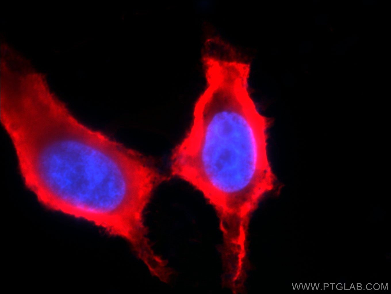 Immunofluorescence (IF) / fluorescent staining of HepG2 cells using MGEA5 Monoclonal antibody (66033-1-Ig)