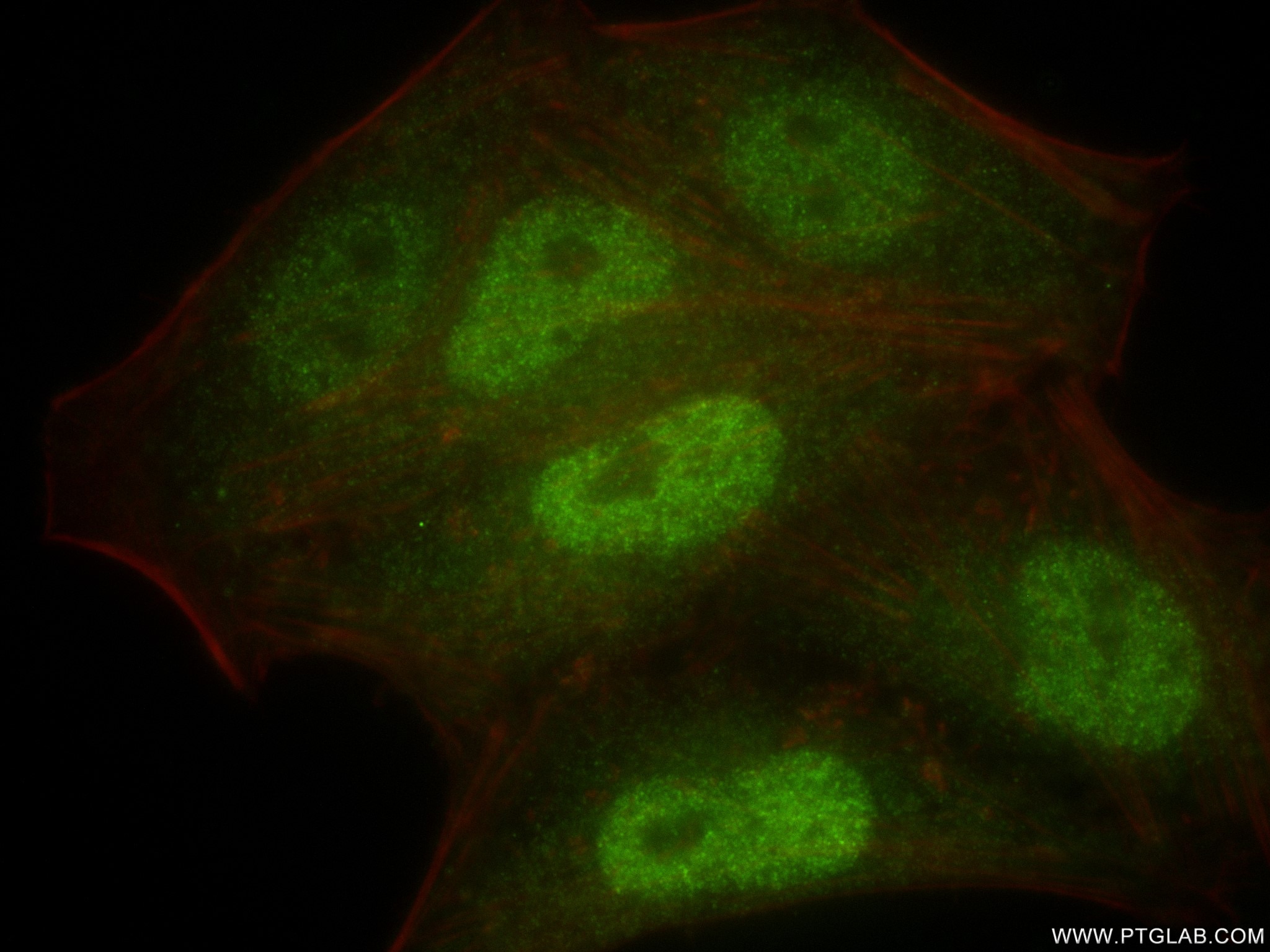 Immunofluorescence (IF) / fluorescent staining of HepG2 cells using MGEA5 Recombinant antibody (84722-4-RR)