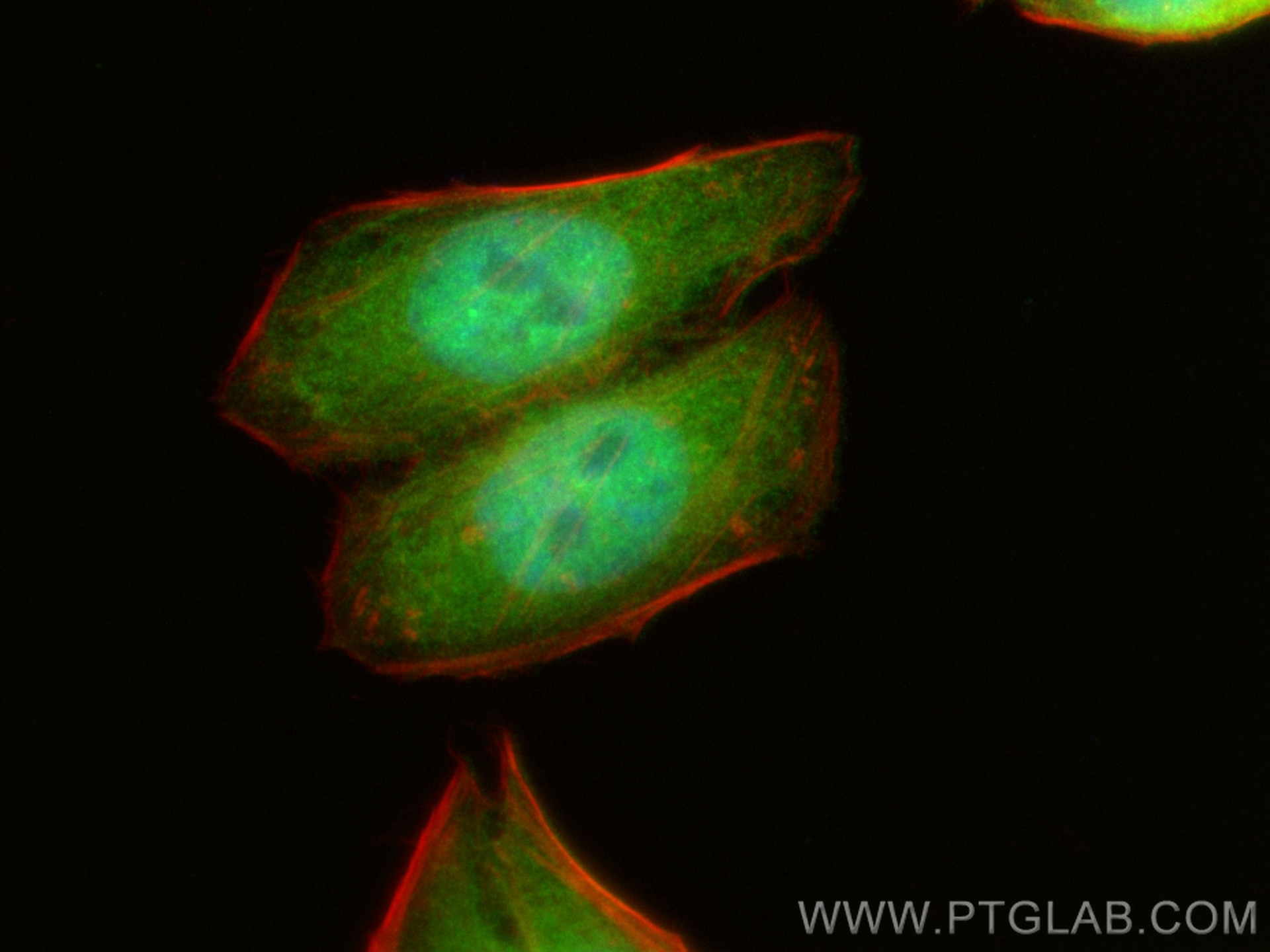 Immunofluorescence (IF) / fluorescent staining of HepG2 cells using CoraLite® Plus 488-conjugated MGEA5 Polyclonal ant (CL488-14711)