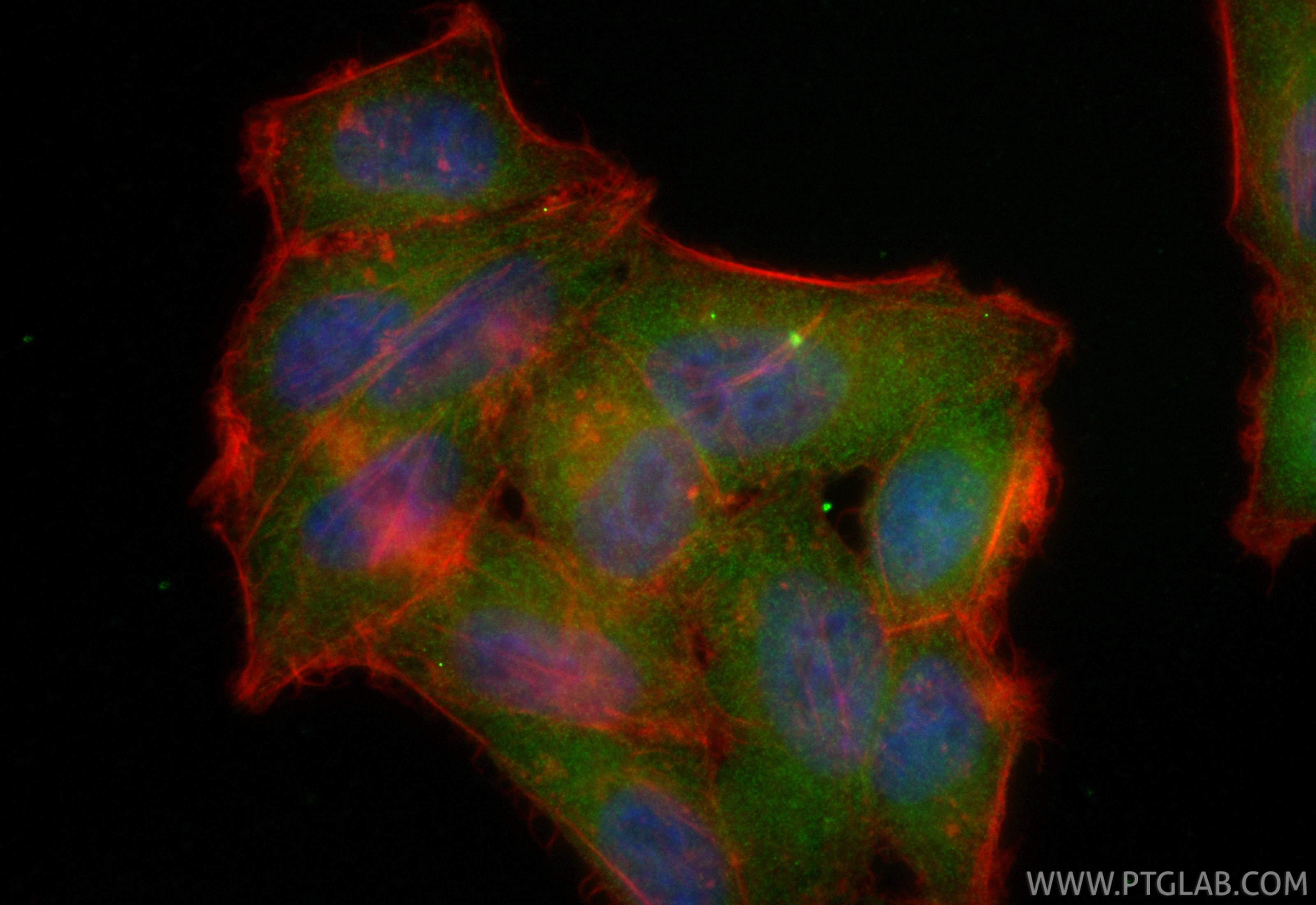 Immunofluorescence (IF) / fluorescent staining of HepG2 cells using CoraLite® Plus 488-conjugated MGEA5 Recombinant mo (CL488-84722-4)
