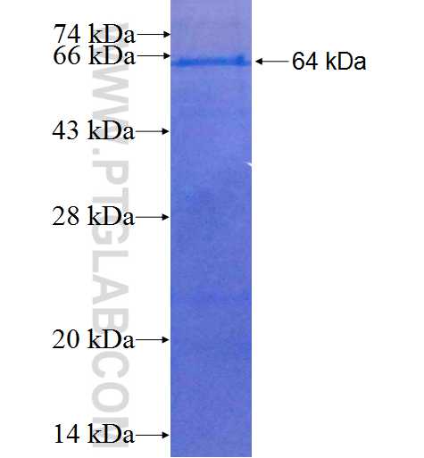 MGEA5 fusion protein Ag6405 SDS-PAGE