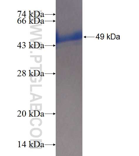 MGEA5 fusion protein Ag6905 SDS-PAGE