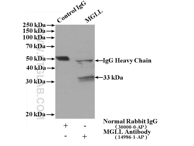 Immunoprecipitation (IP) experiment of mouse liver tissue using MGLL Polyclonal antibody (14986-1-AP)