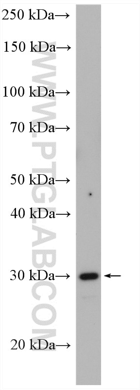 Western Blot (WB) analysis of HepG2 cells using MGLL Polyclonal antibody (14986-1-AP)