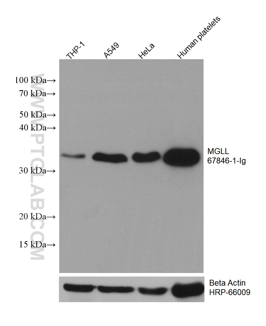 Western Blot (WB) analysis of various lysates using MGLL Monoclonal antibody (67846-1-Ig)