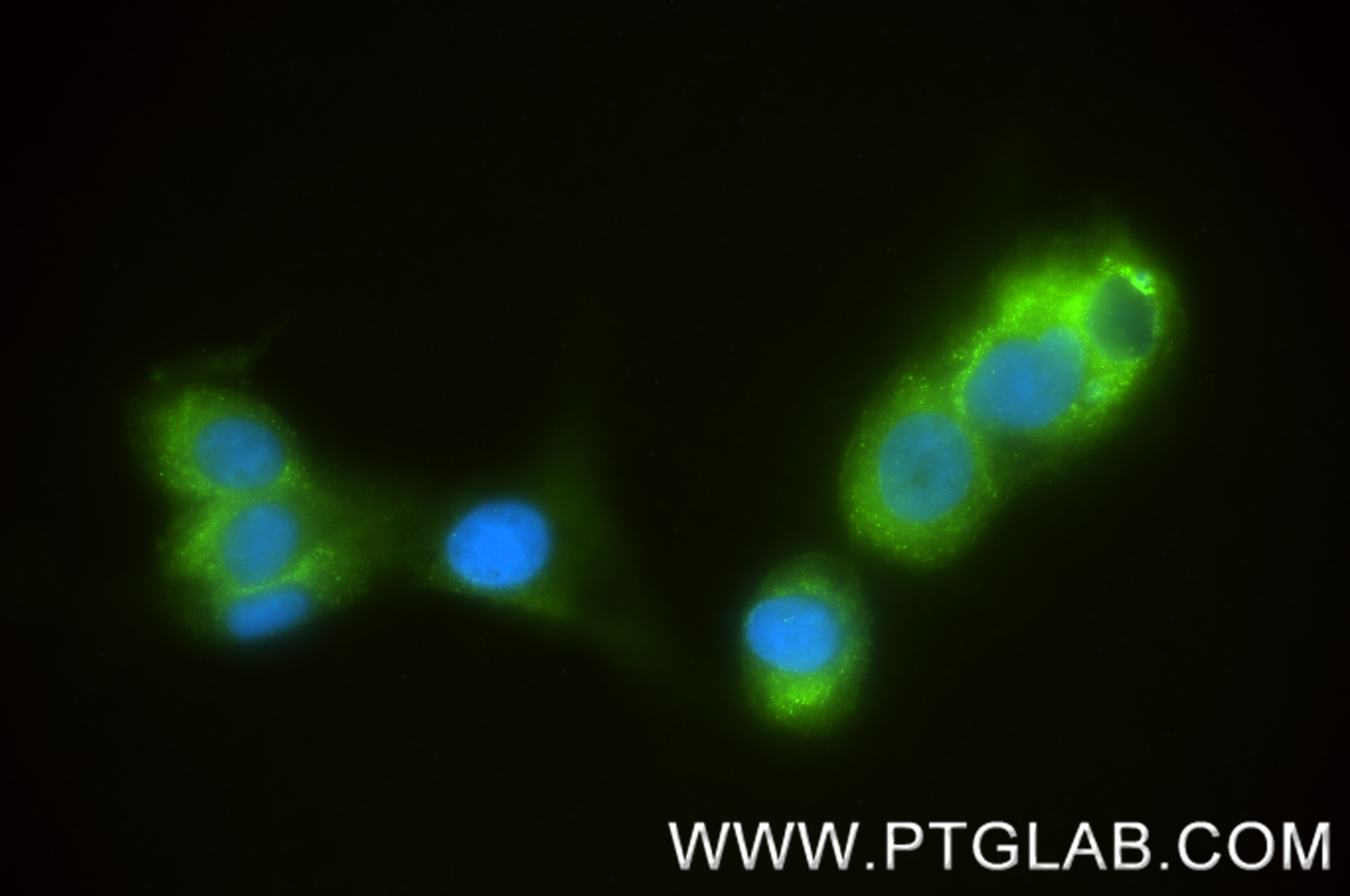 Immunofluorescent analysis of (-20°C Ethanol) fixed U-87 MG cells using MGLL antibody (86087-2-RR, Clone: 250509G3 ) at dilution of 1:400 and CoraLite®488-Conjugated Goat Anti-Rabbit IgG(H+L) (SA00013-2). Immunofluorescence (IF) / fluorescent staining of U-87 MG cells using MGLL Recombinant monoclonal antibody (86087-2-RR)